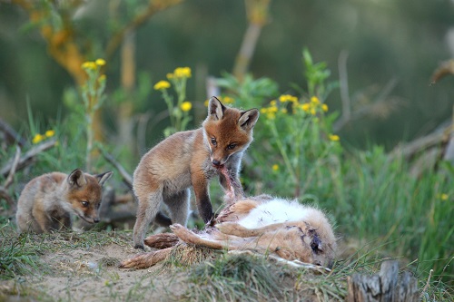 Fuchswelpen an Hase, Quelle: KauerMross/DJV