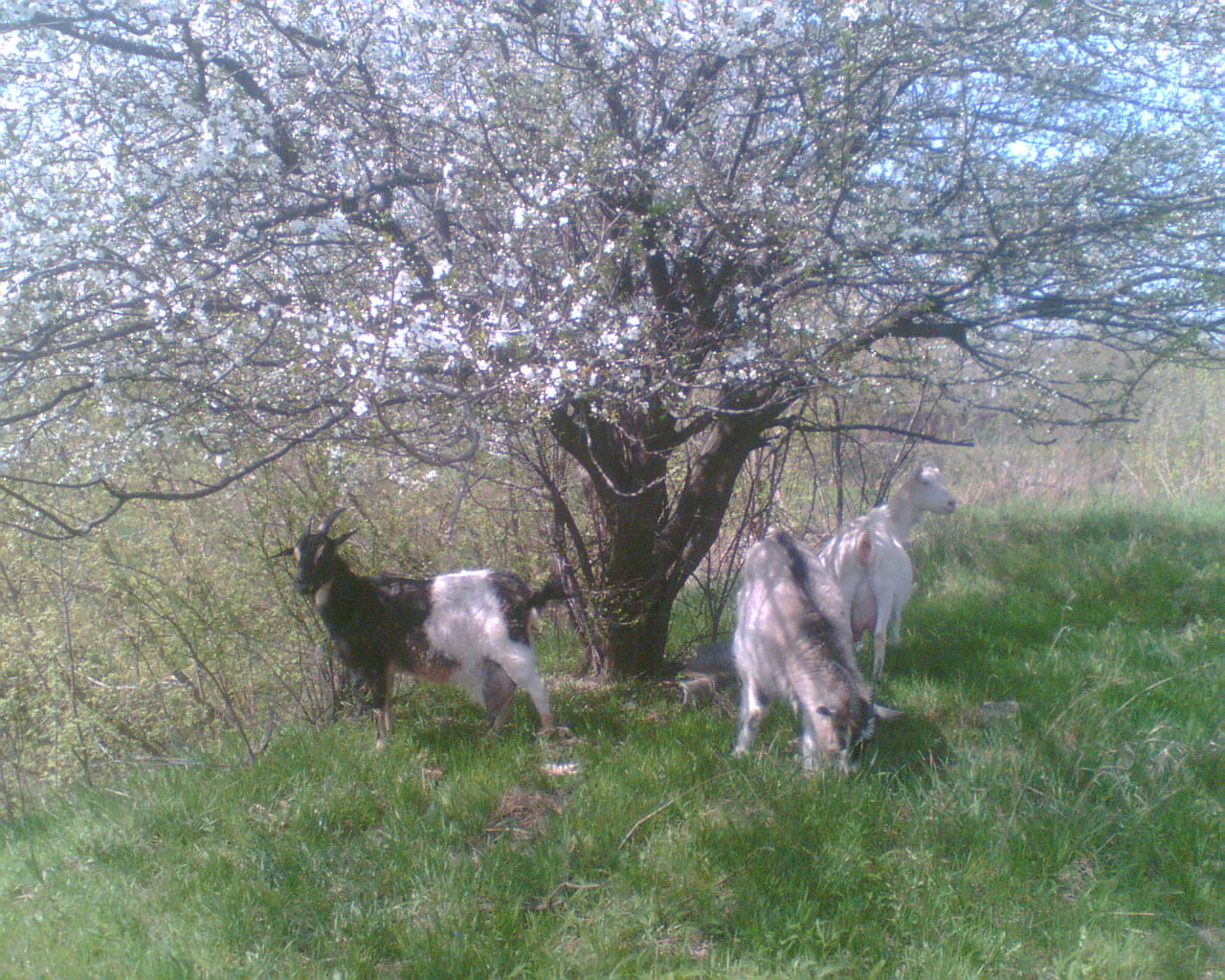Цветущая алыча и козы