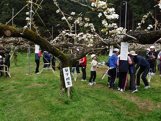 梨下村塾（花粉付け）