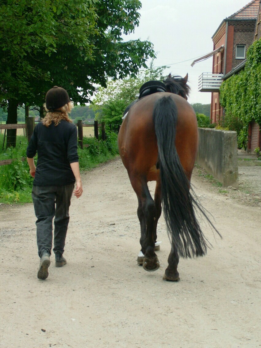 Pferd Lahmt Vorne