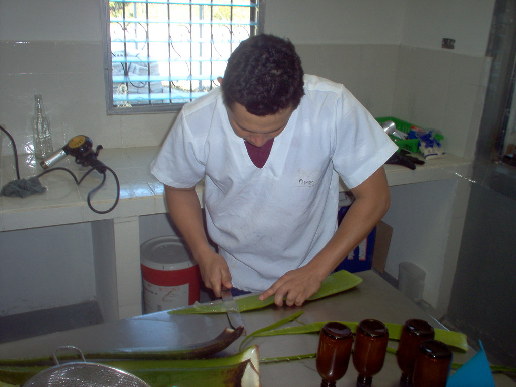 Verarbeitung von Aloevera in der Fabrik von COMUCAP