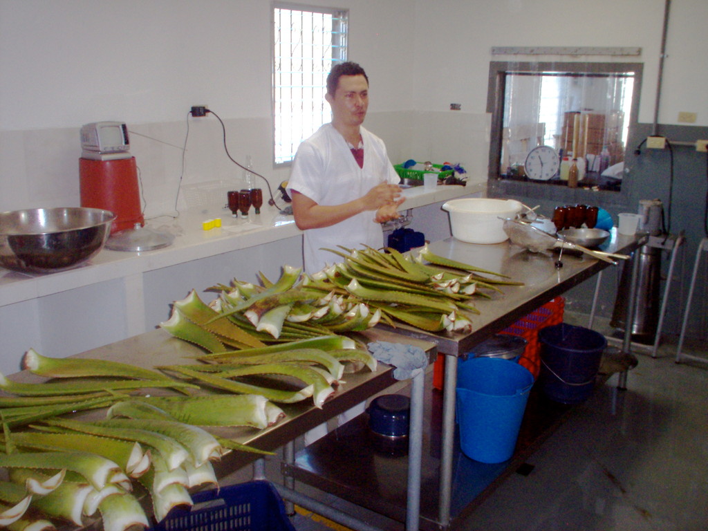 Verarbeitung von Aloevera in der Fabrik von COMUCAP