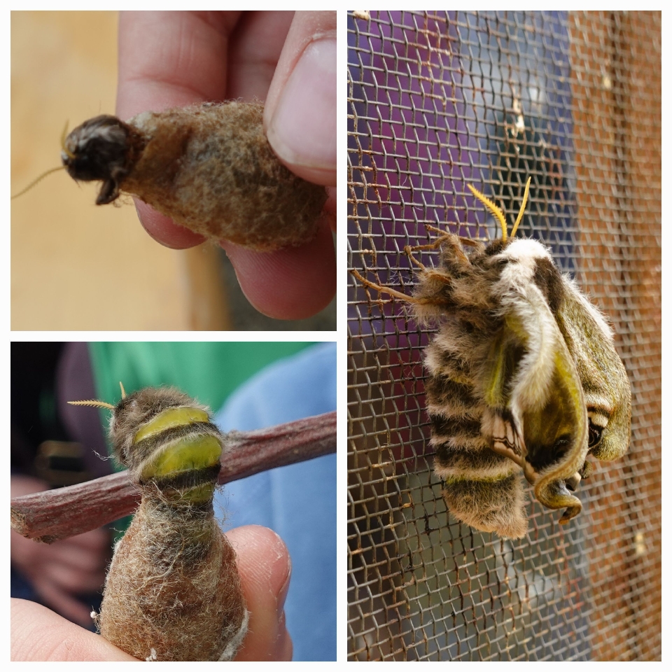 Kurz nach dem Schlupf pumpt der Schmetterling Flüssigkeit aus dem Hinterleib in die Flügel, damit diese sich entfalten und aushärten   ￼  