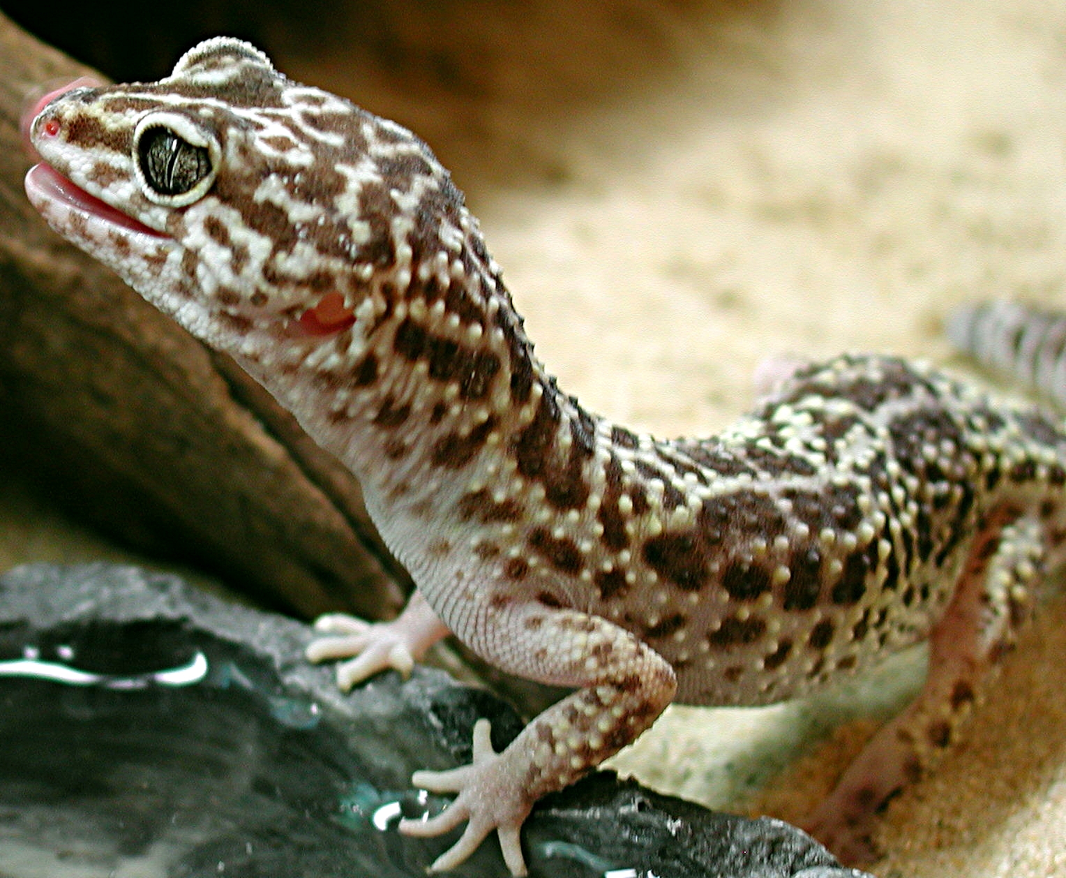 FAQ Eublepharis macularius - kaleidoskop-der-naturnahes Webseite!