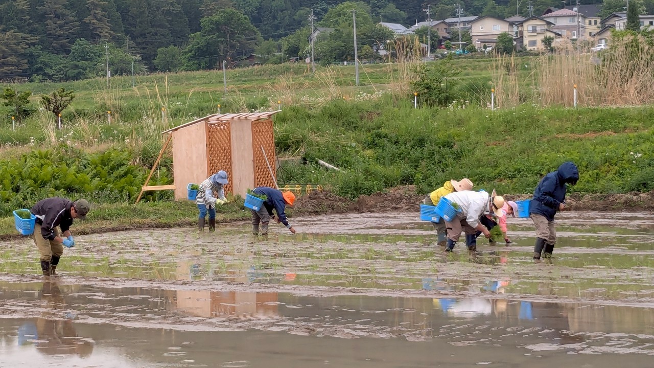 田おこしと田植え May 2025