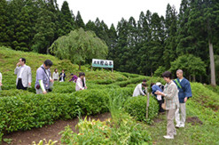 北限の檜山茶の茶園