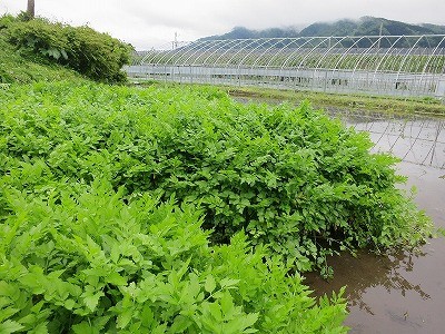 三関せり あきた郷土作物研究会