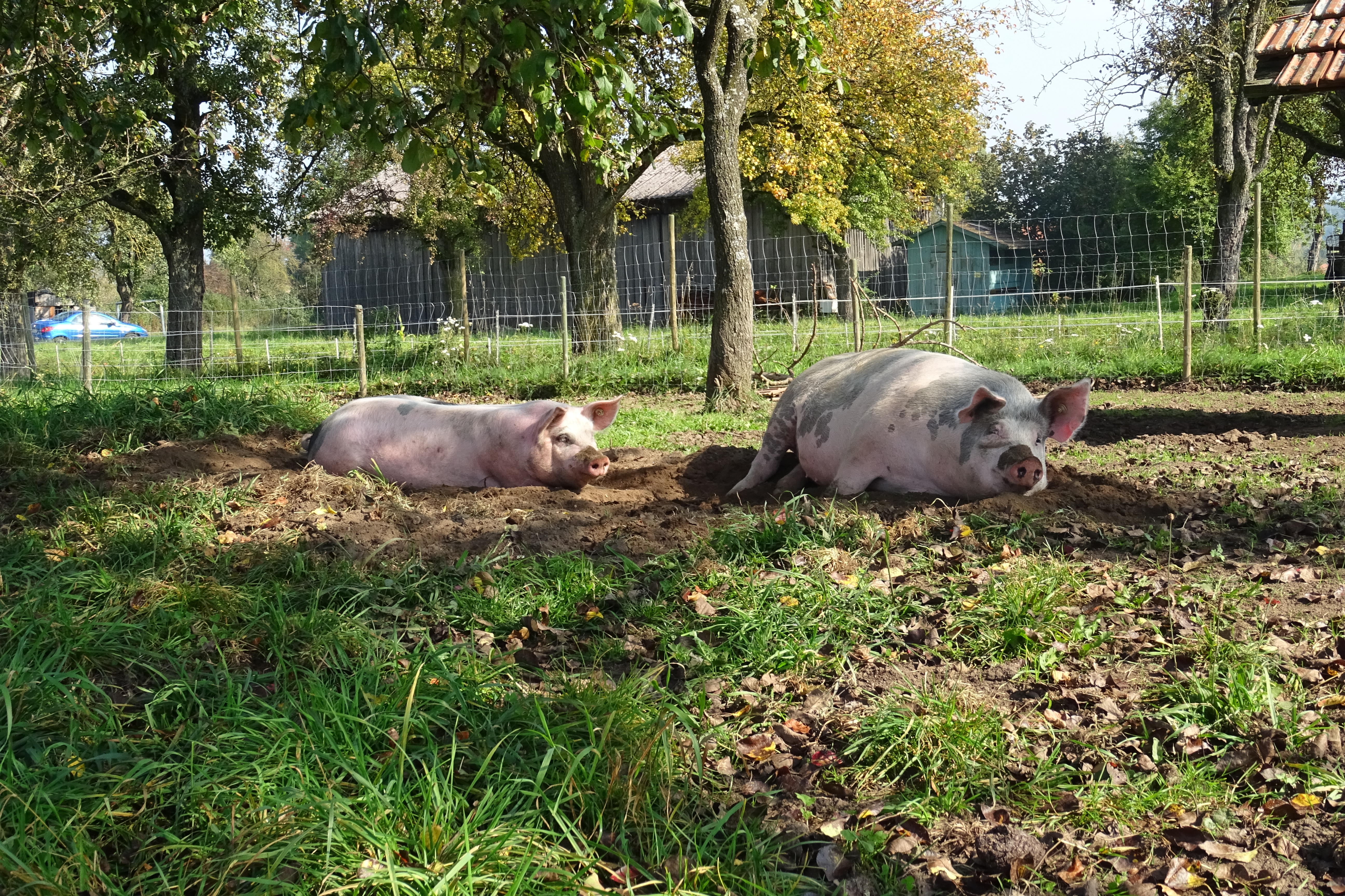 Unser Angebot - sommerhofschweines Webseite! Unser Angebot - sommerhofschweines Webseite!