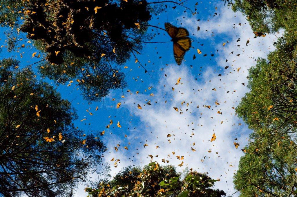 Foto: National Geographic