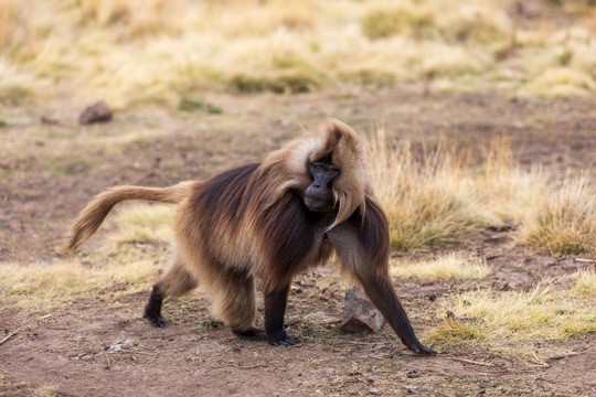 Gelada. Referenzbild Fondation Franz Weber