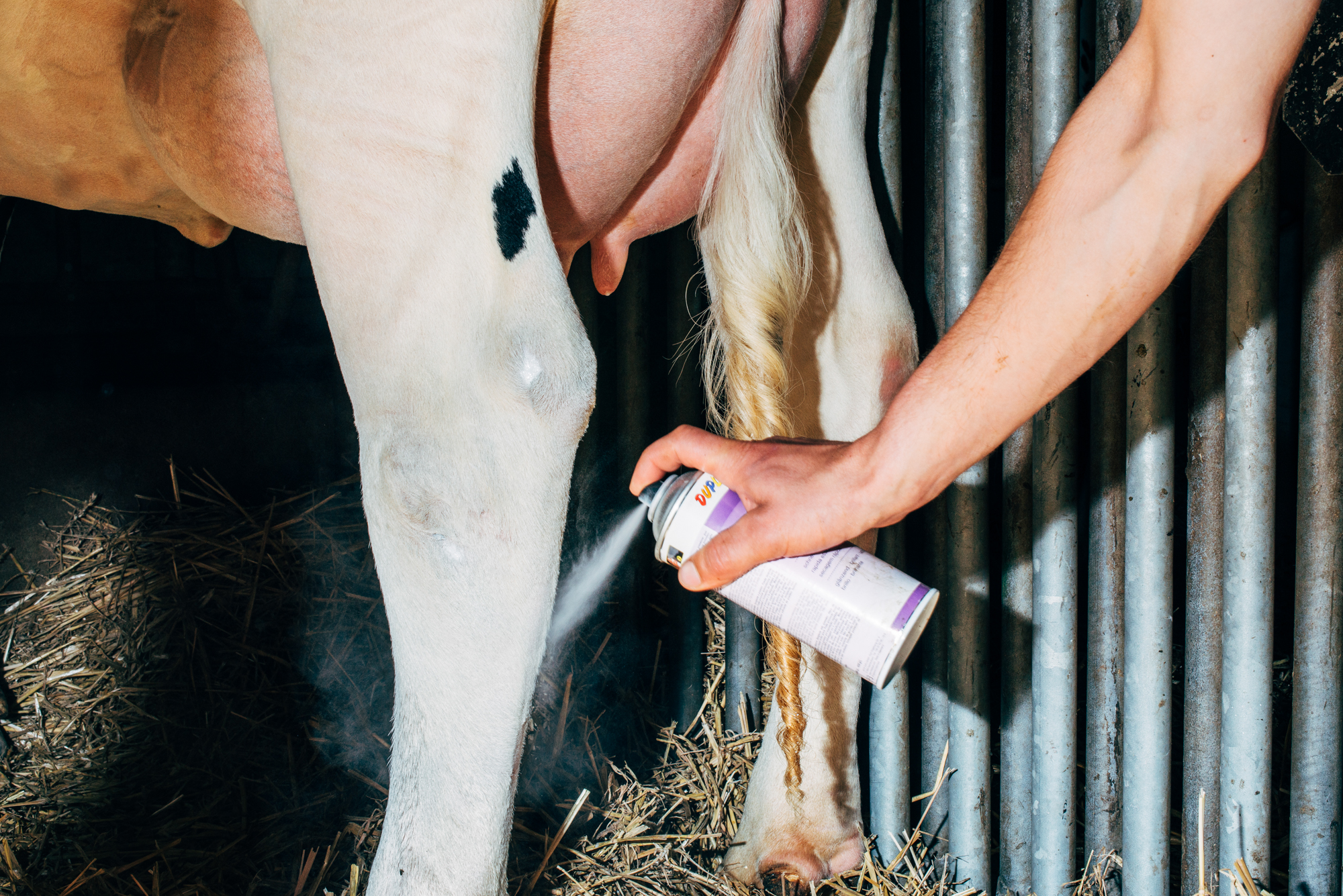 Foto aus der Serie „Die Milch-Matrix“ von Nikita Teryoshin, zu sehen bis 14. Januar 2026 in der Ausstellung „Point of Kuh“ an der Universität Hohenheim und in der Württembergischen Landesbibliothek Stuttgart. | Bildquelle: Nikita Teryoshin 