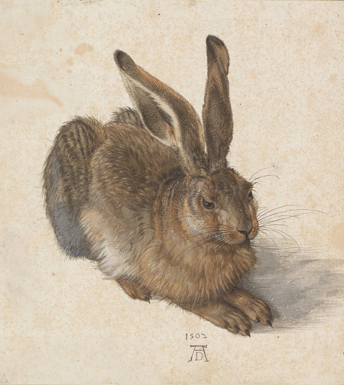Hase. Foto: © Albertina, Wien