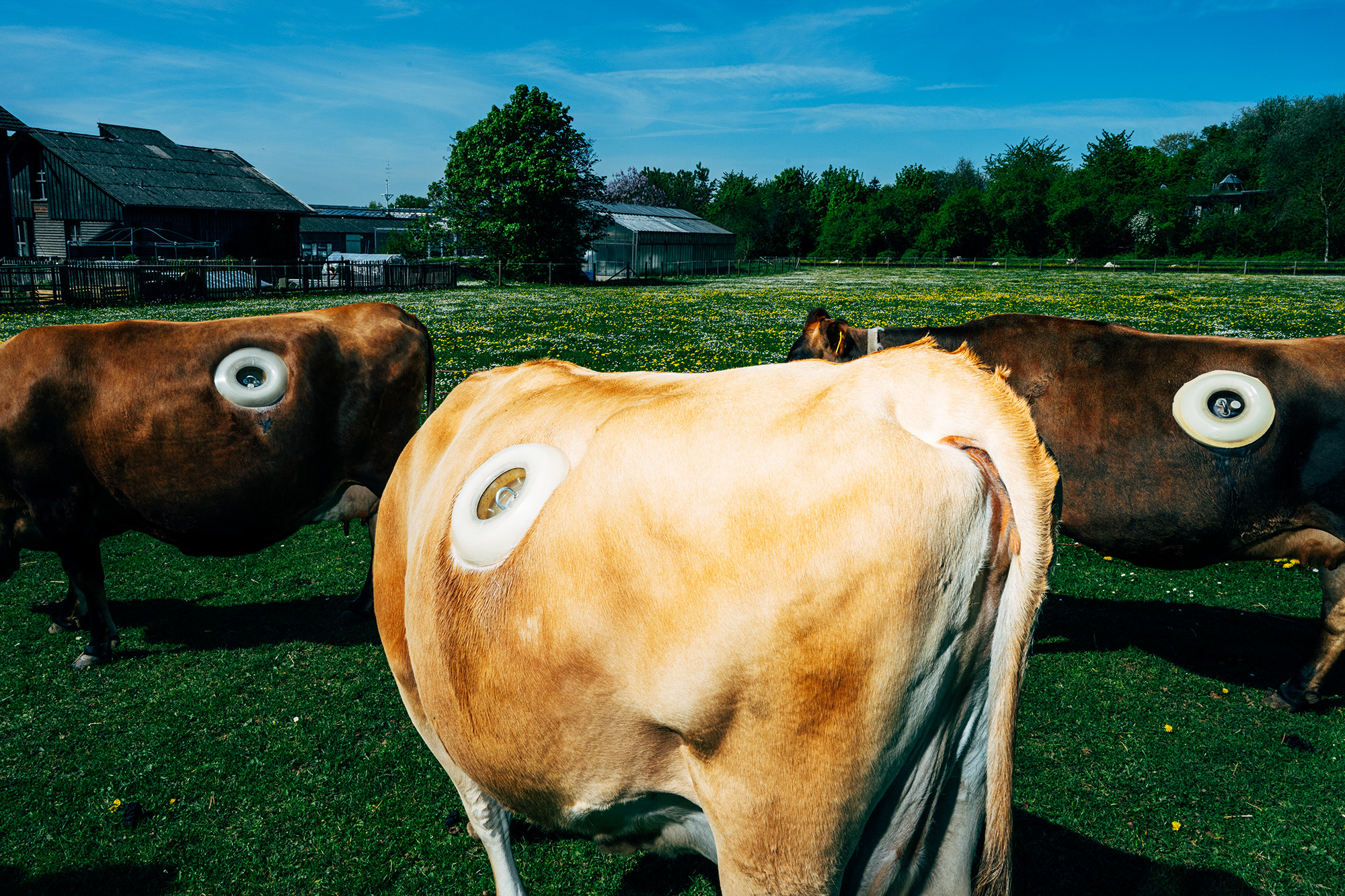 Foto aus der Serie „Die Milch-Matrix“ von Nikita Teryoshin, zu sehen bis 14. Januar 2026 in der Ausstellung „Point of Kuh“ an der Universität Hohenheim und in der Württembergischen Landesbibliothek Stuttgart. | Bildquelle: Nikita Teryoshin 