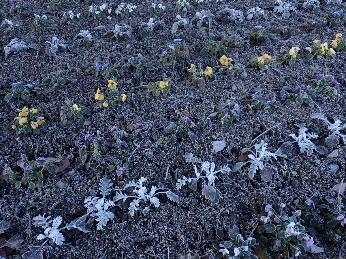 科学館にお伺いする前に、休憩で寄っていた、小谷ＳＡの花壇の花です。霜が降りて真っ白にそまっておりました・・・寒〜！！！