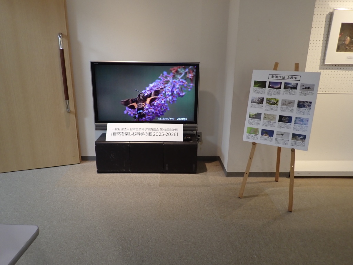 動画展示の様子です。