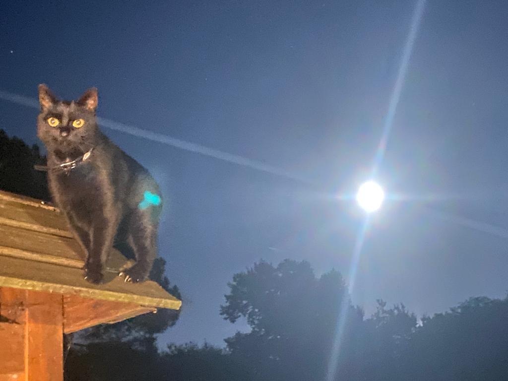 PAR MINUIT, GUETTANT NOTRE ARRIVEE AU CLAIR DE LUNE