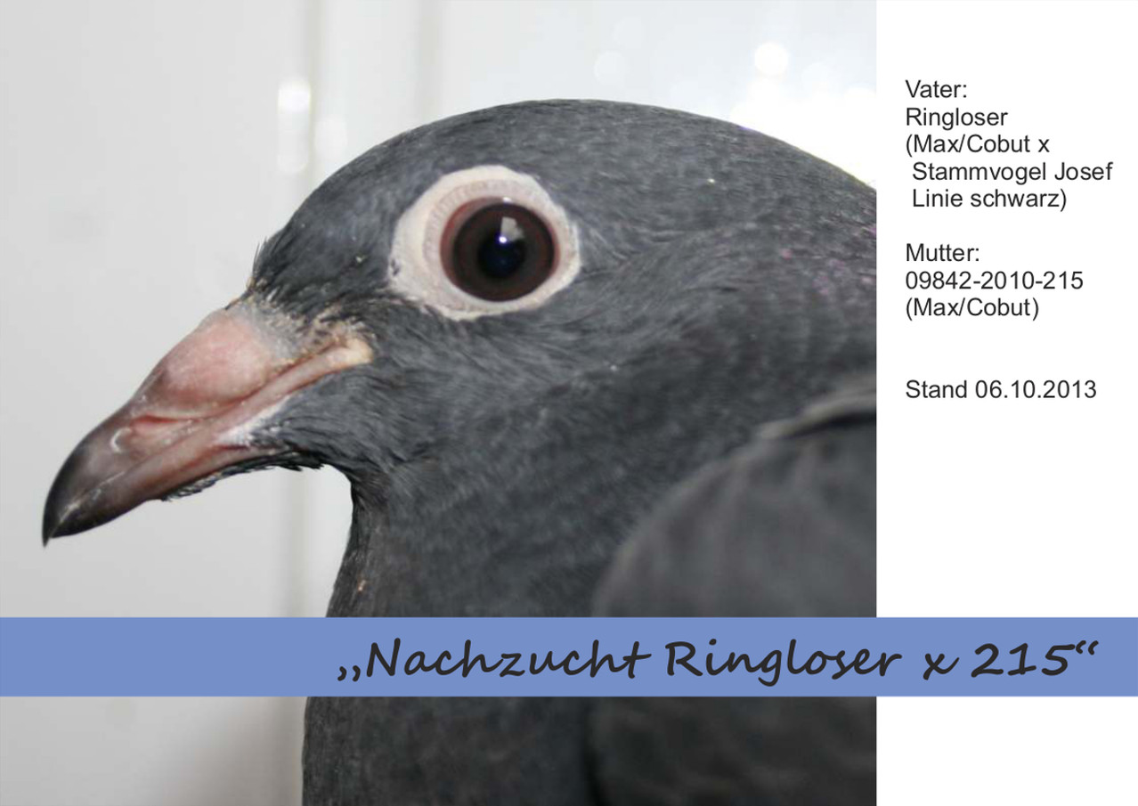 Nachzucht - 2013 - Ringloser x 215 - Titelbild