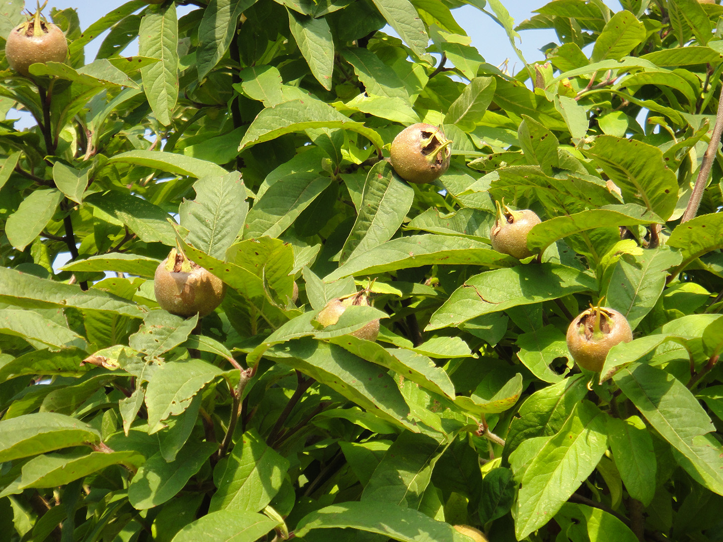 Vergessene Gehölze: köstliche Früchte