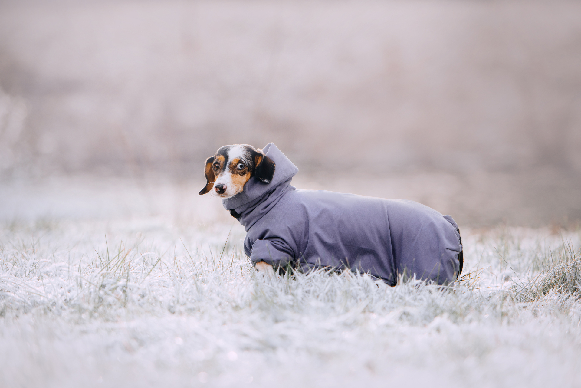 Warm anziehen - auch den Hund?