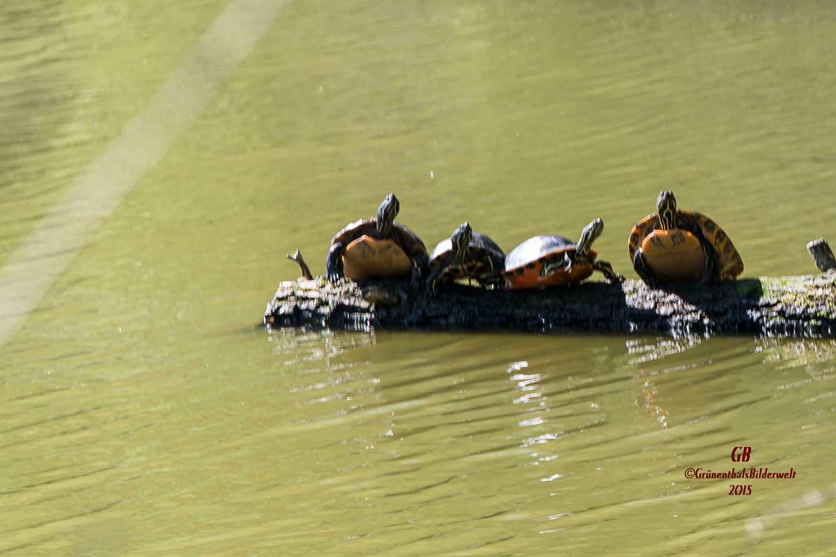 Gelbwangenschildkrötenfamilie im Steinrodsee bei Weiterstadt/Gräfenhausen
