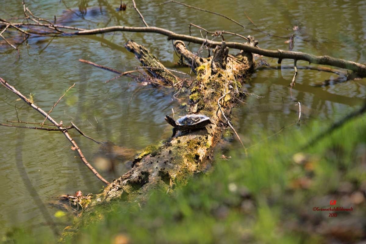 Drei Gelbwangenschildkröten, zwei beim sonnenbaden und eine beim tauchen.