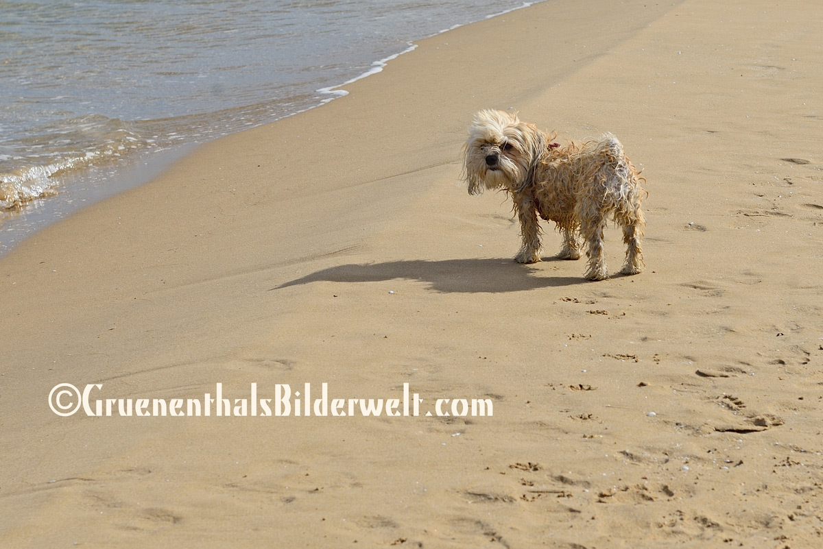 Bolonka - Hündin Raya am Strand von Oliva