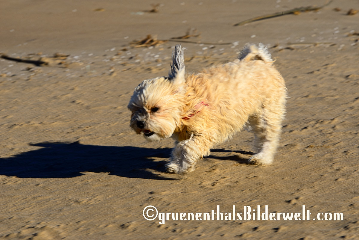 Bolonka - Hündin Raya am Strand von Oliva