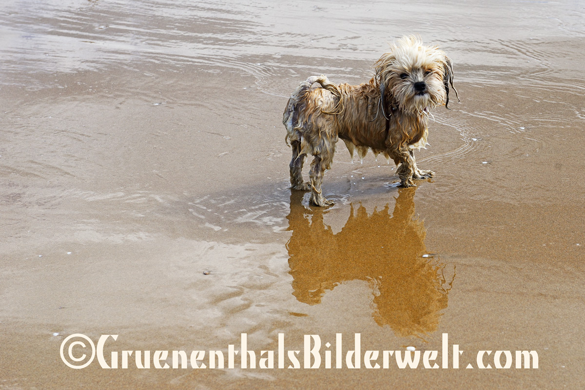 Bolonka - Hündin Raya am Strand von Oliva