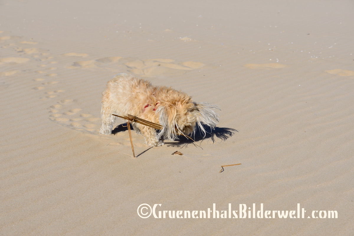 Bolonka - Hündin Raya am Strand von Oliva