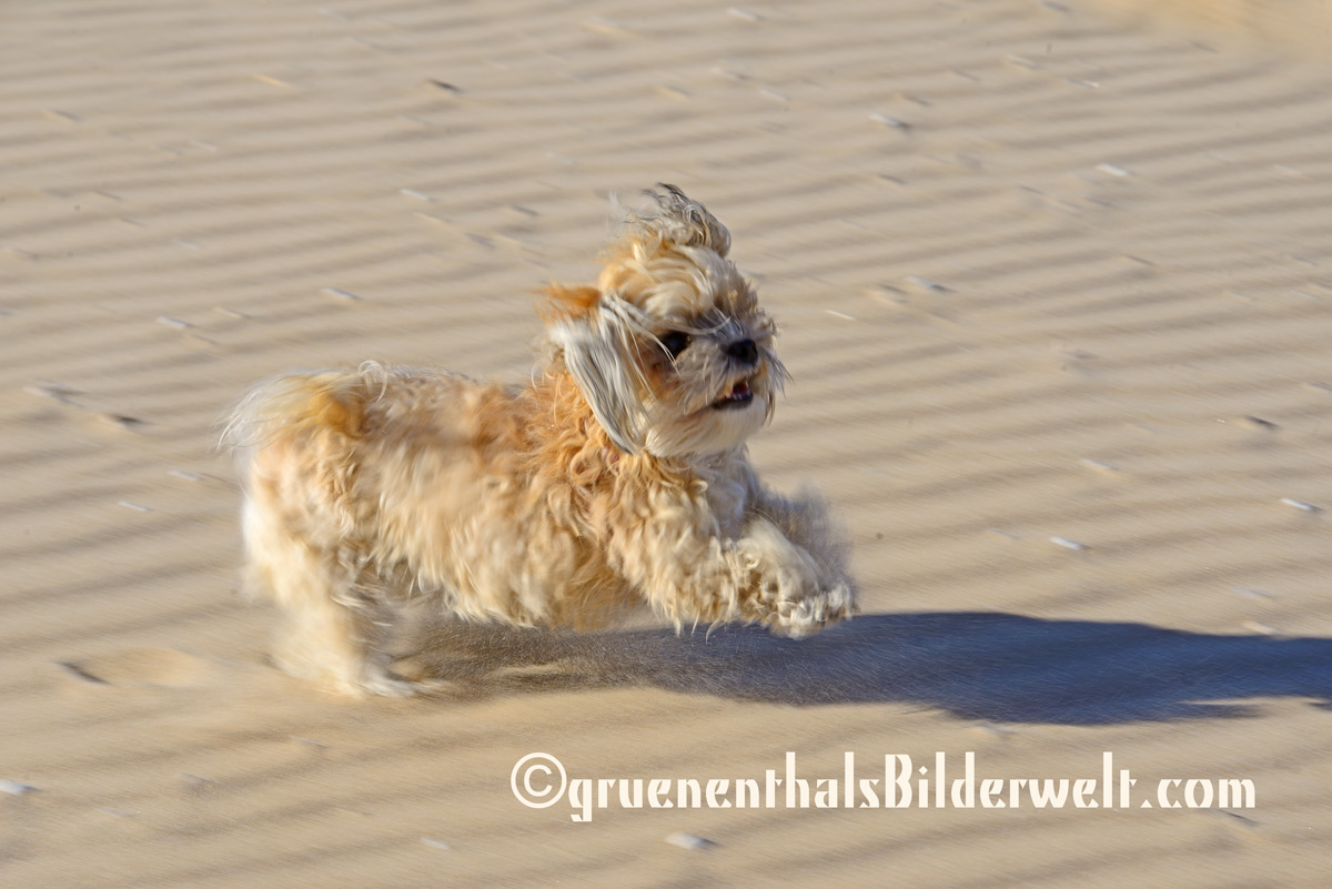 Bolonka - Hündin Raya am Strand von Oliva