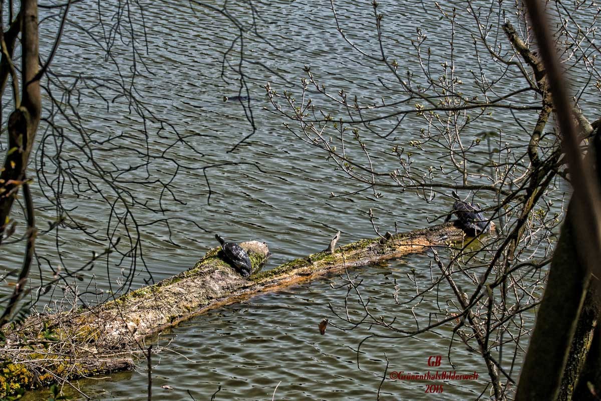 Sonnenbad einer Schildkröte im Steinrodsee