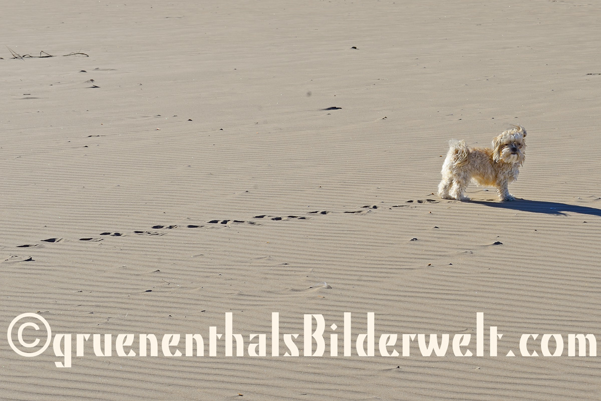 Bolonka - Hündin Raya am Strand von Oliva