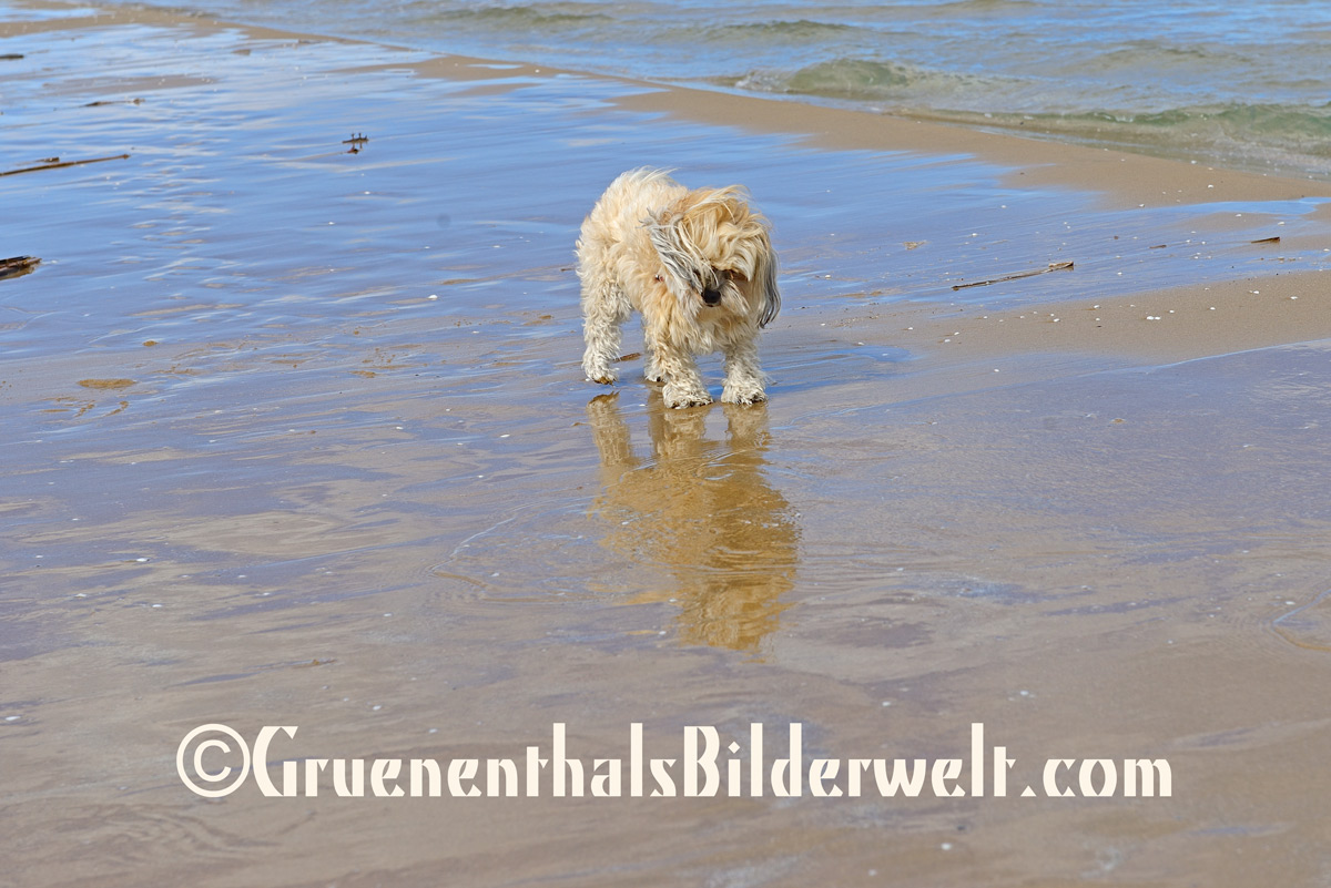 Bolonka - Hündin Raya am Strand von Oliva