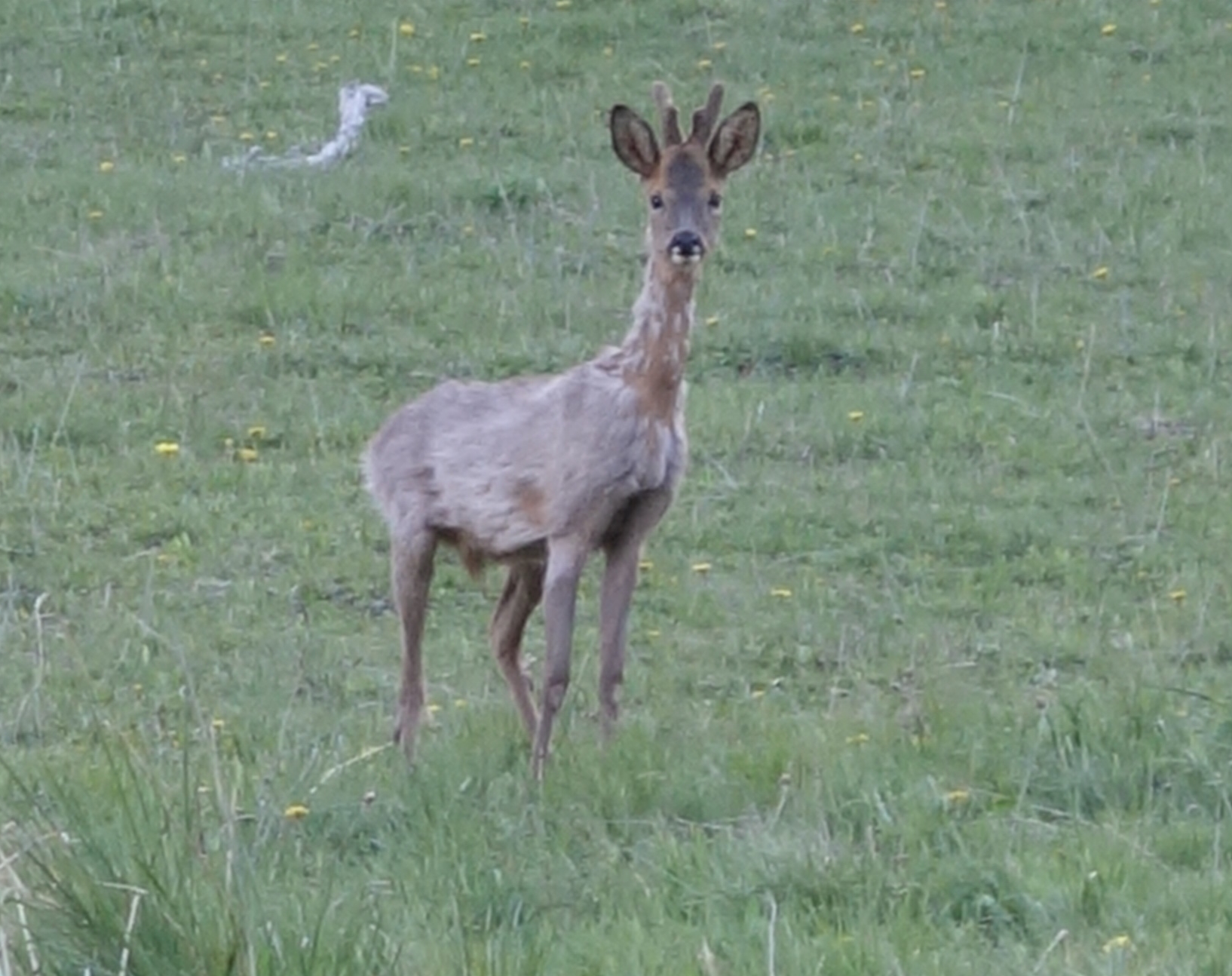 Chevreuil et biodiversité, vallée du Bès, Verdaches