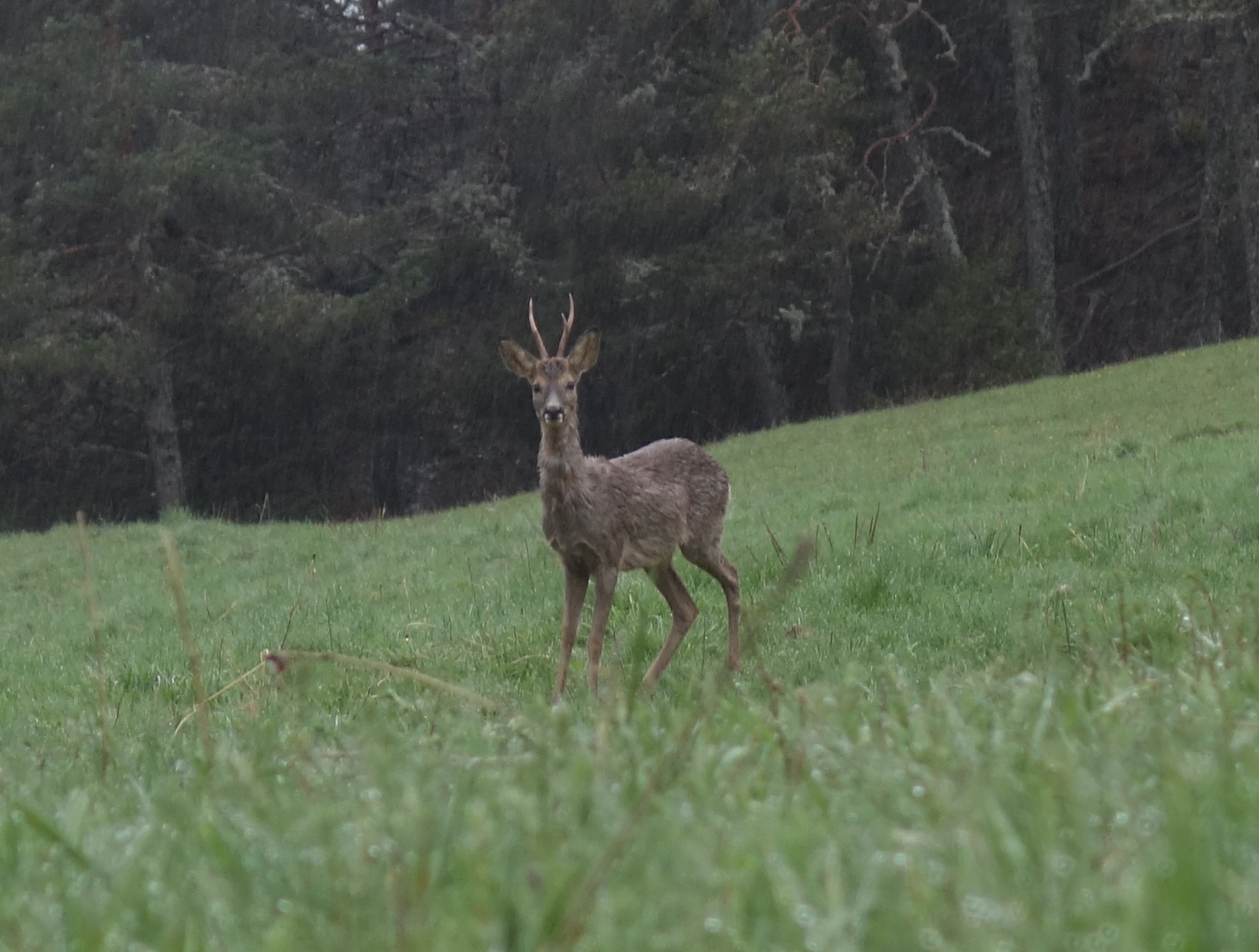 Chevreuil et biodiversité, vallée du Bès