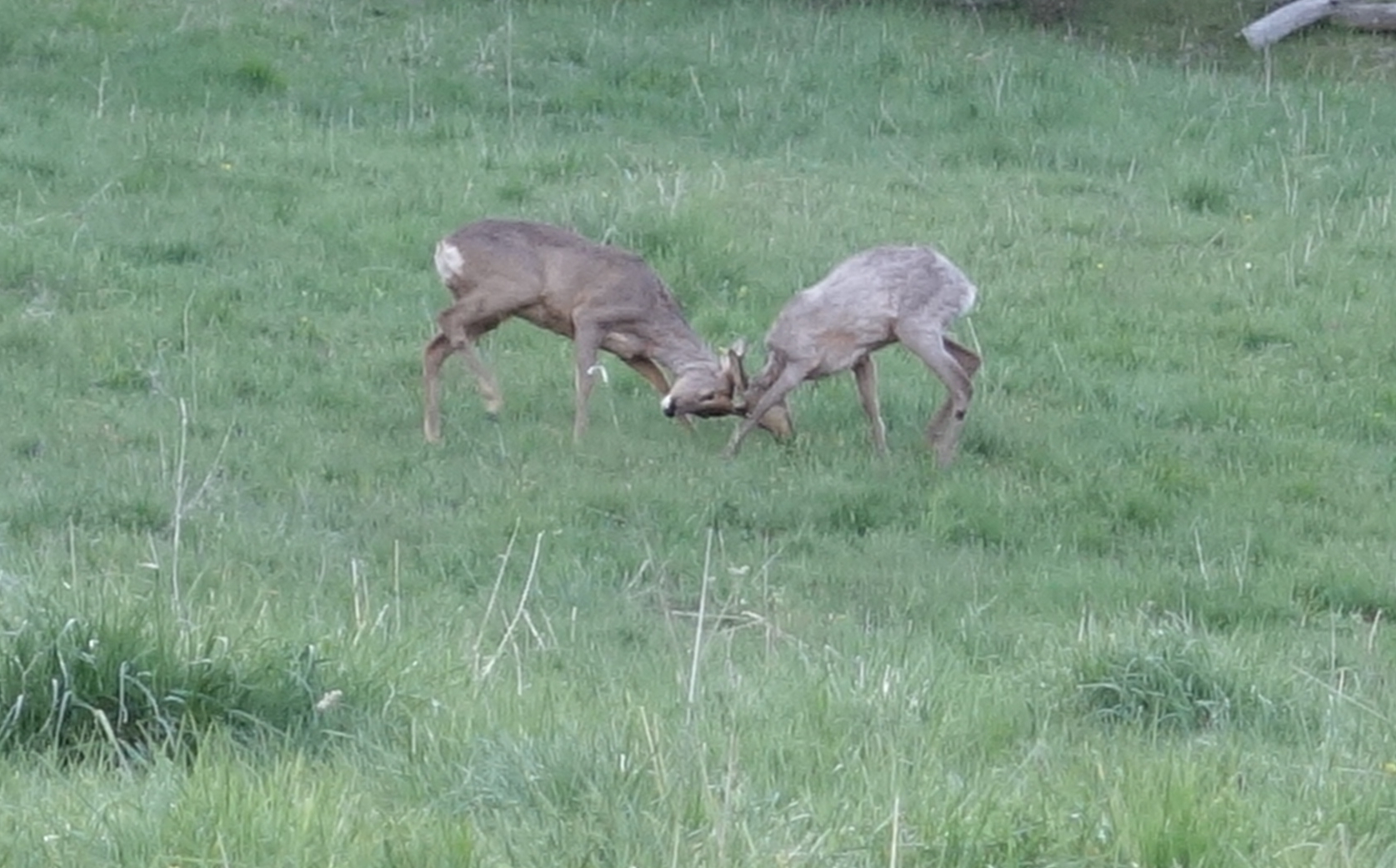 Chevreuil et biodiversité, vallée du Bès, Verdaches