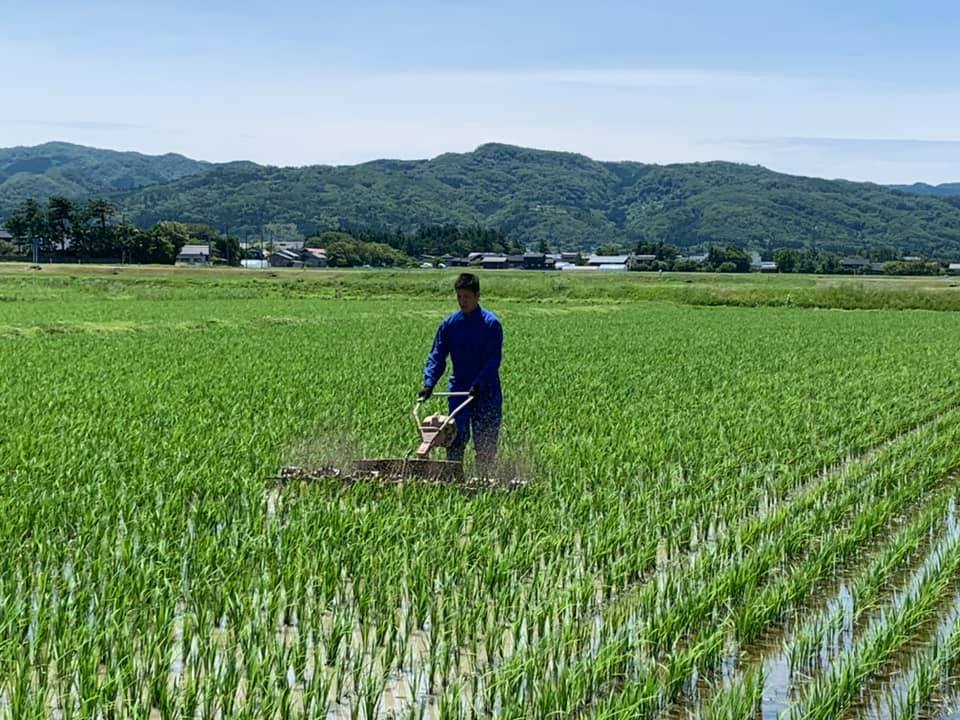 自然栽培コシヒカリ