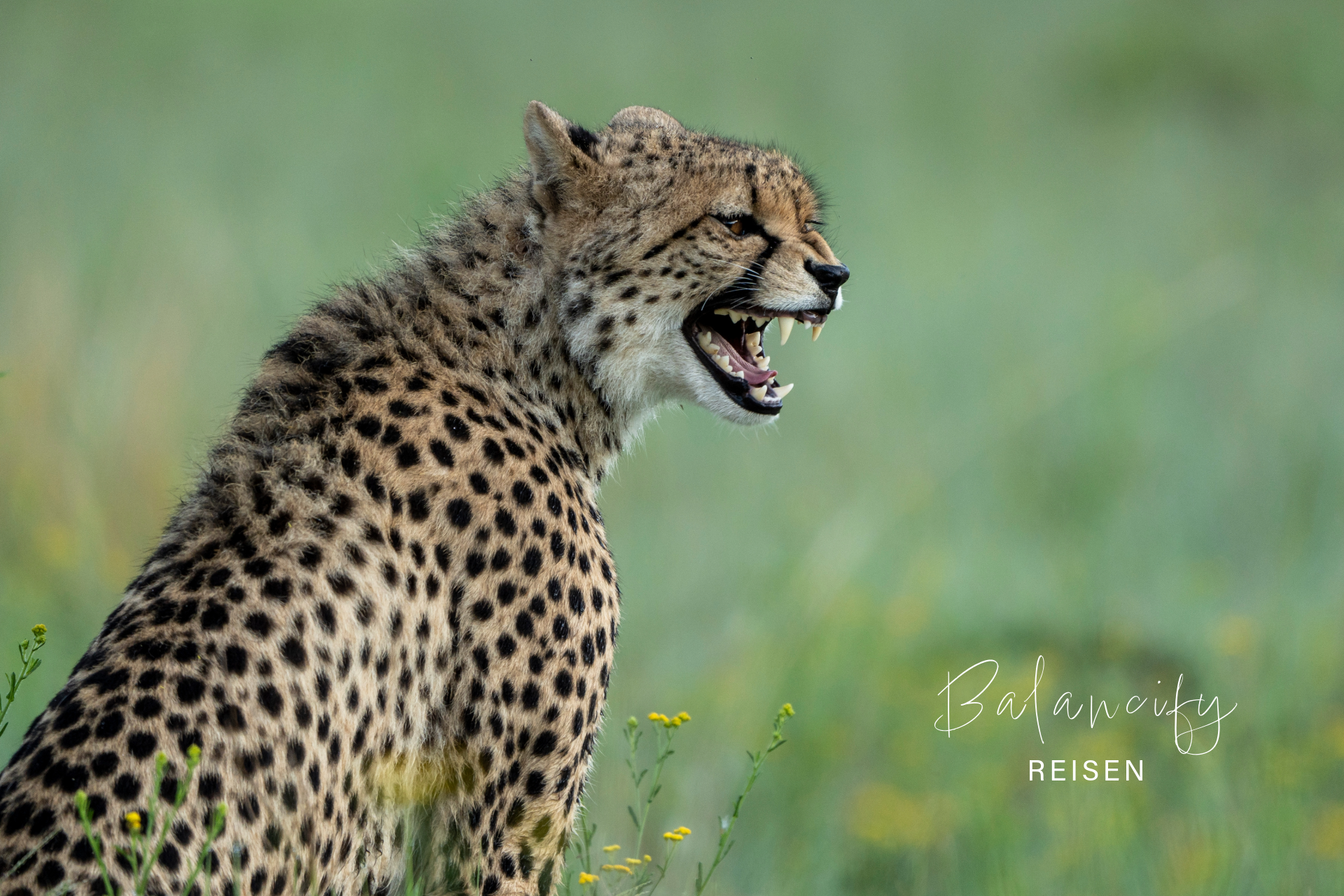 Südafrika Safari: Unsere Erfahrungen in Pilanesberg, Welgevonden & Addo Elephant Park