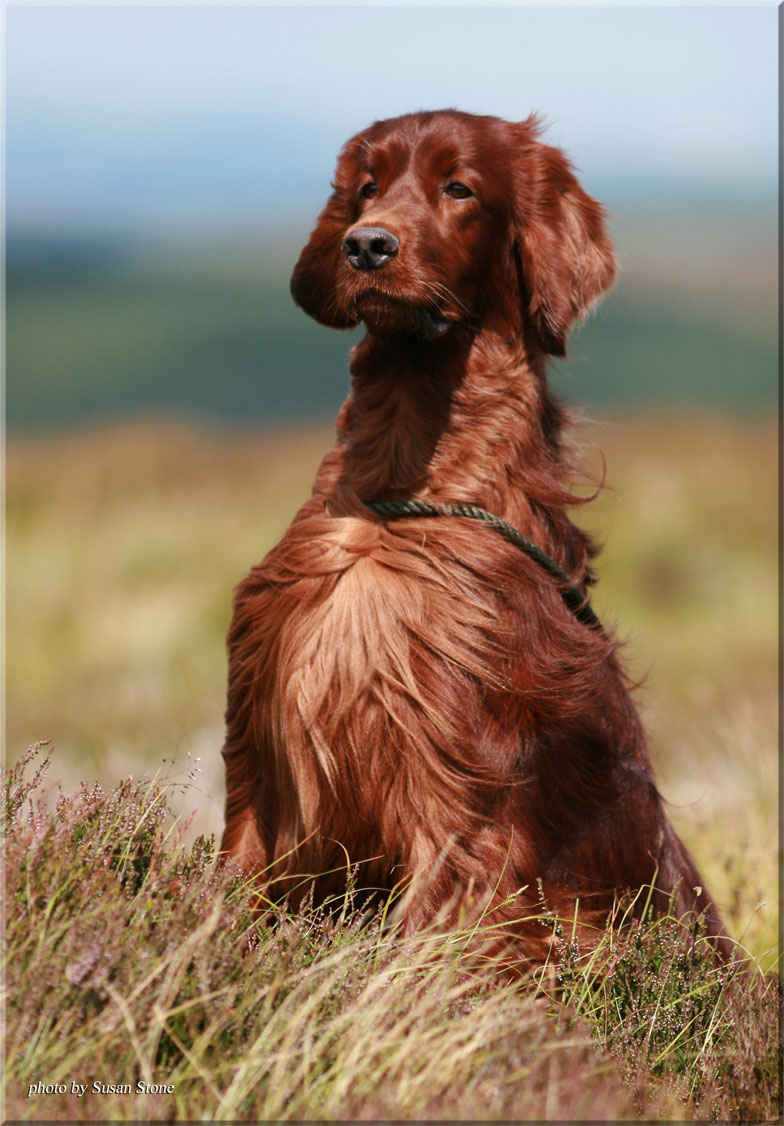 Glen, erfolgreich an den Field Trials in England