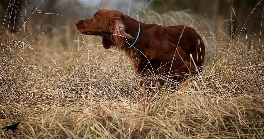 Coppersheen Eira, Foto Michael Schlenter