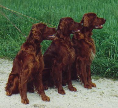 Coppersheen Bryony, Bramble und Blaze