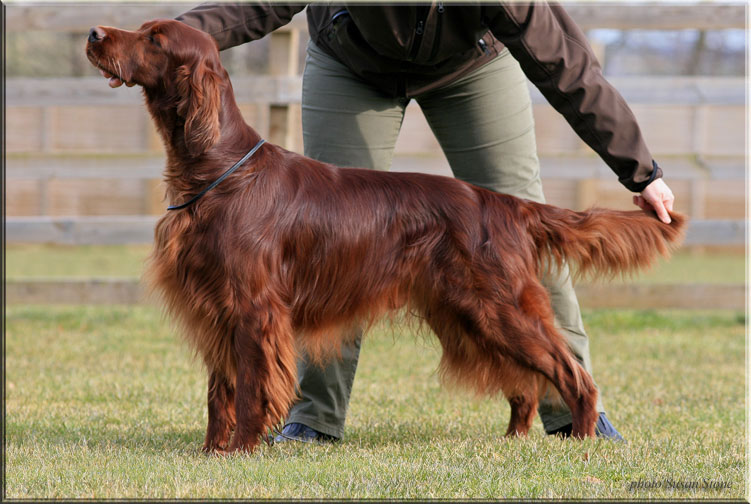 Int. Ch. / Swiss Ch. / VDH Ch. Coppersheen Coalville Lad "Glen"