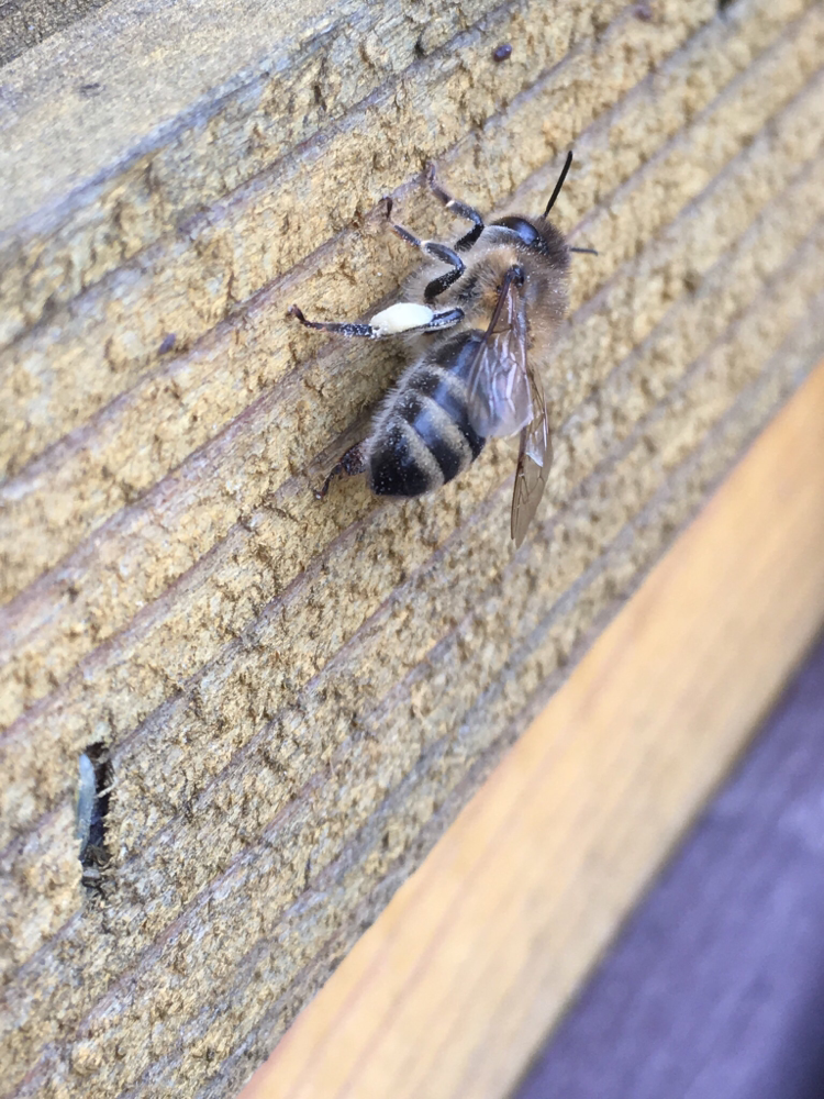 Diese Arbeiterin hat bereits ein wenig Blütenpollen gefunden