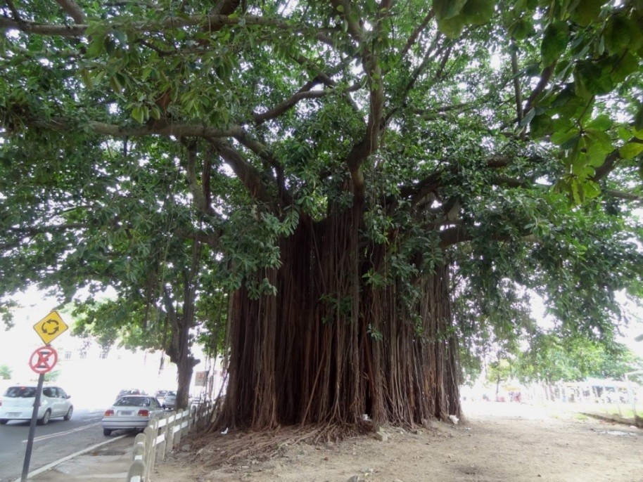impressionnant cet arbre...