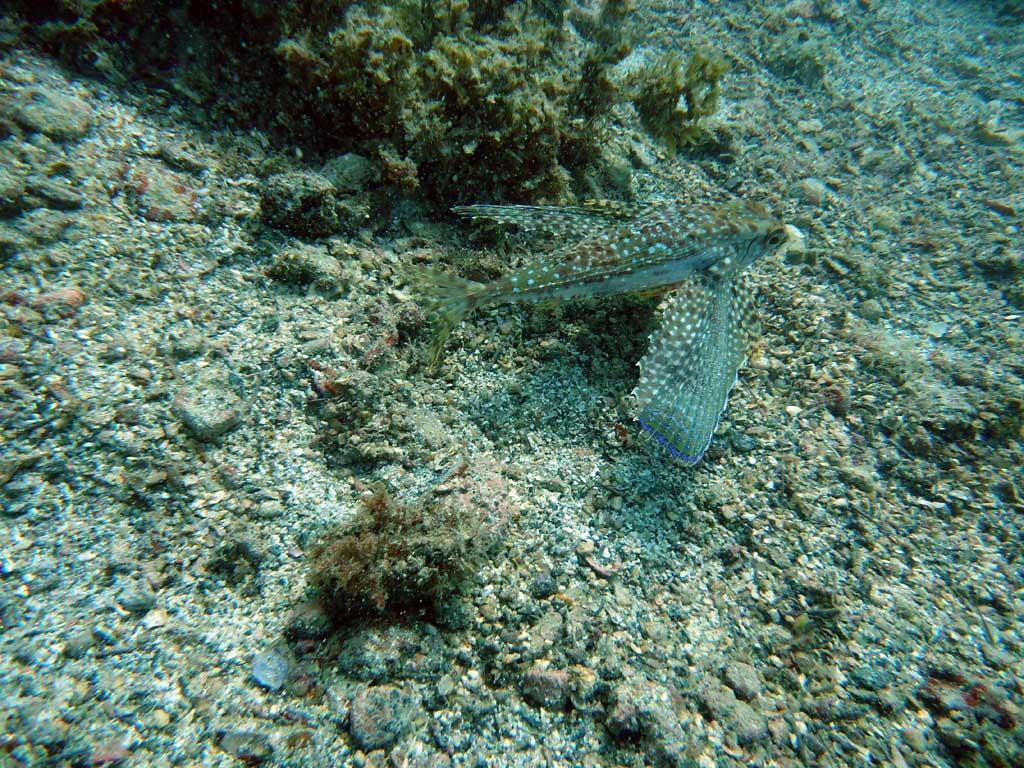 ce poisson (COIO) est extraordinaire.. il déploit ses ailes!!! (voir photo suivante)