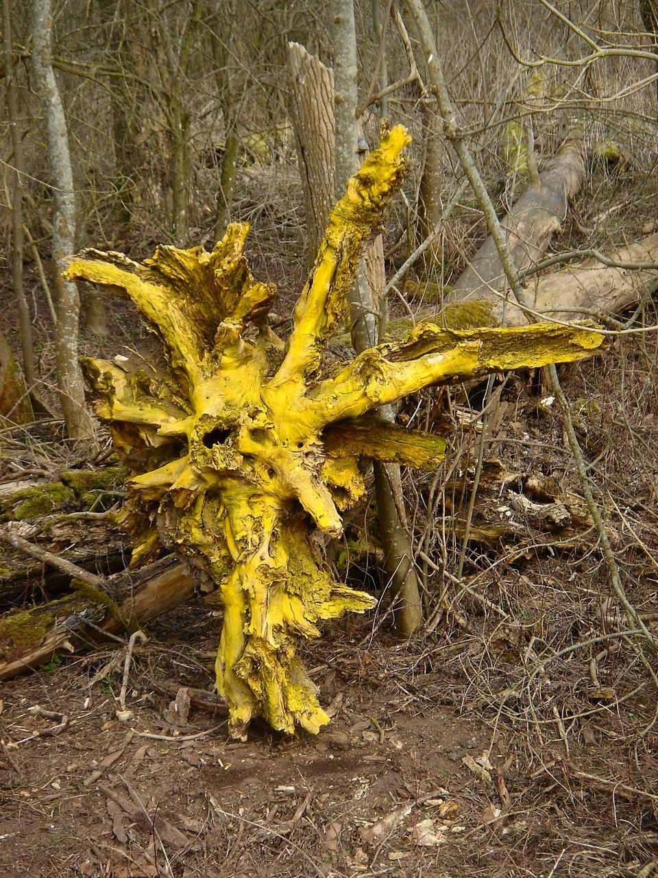 Bois jaune II (grande étoile) - 2013