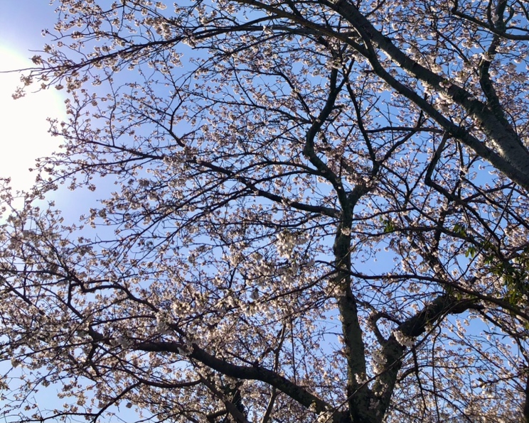 桜が咲きました