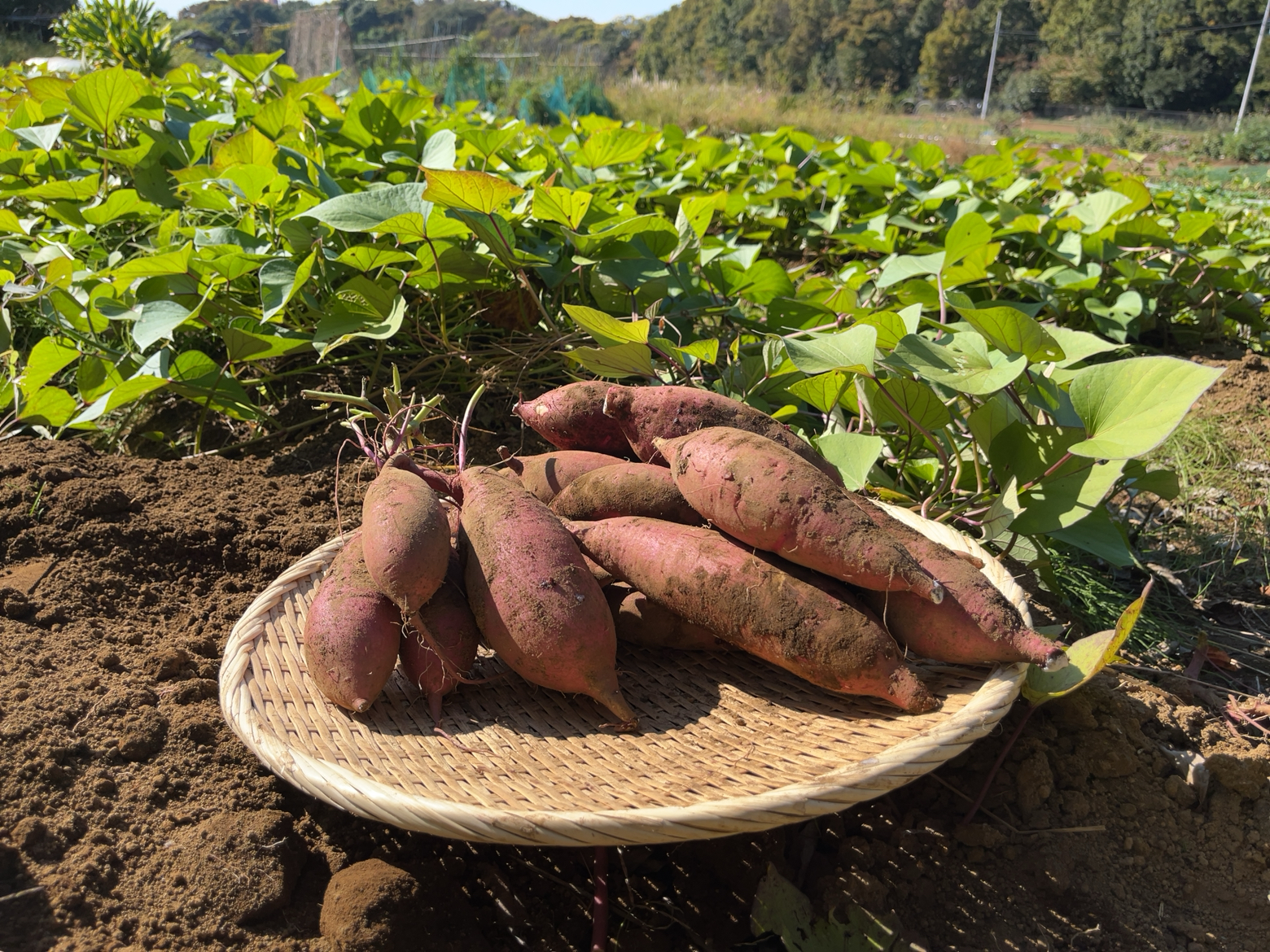 地場産！朝採り旬のお野菜１００円～♪ 2022/１１