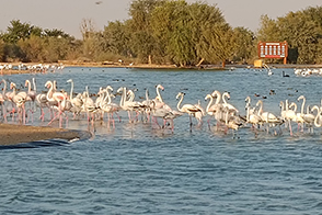 Flamingos Al Qudra Lakes