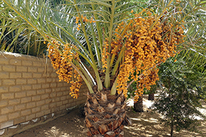 Al Ain Oase